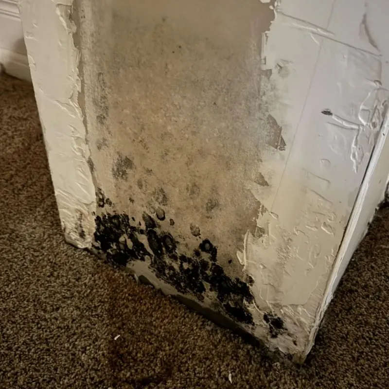 Professional Mold Removal in Florence, CO